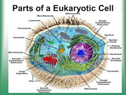 Animal eukaryotic cell parts and functions. Parts Of A Eukaryotic Cell Ppt Video Online Download