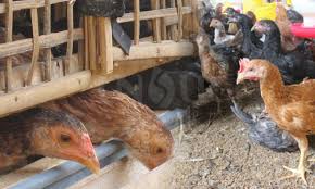We did not find results for: Tips Sukses Berternak Ayam Buras Atau Ayam Kampung Unsurtani Com