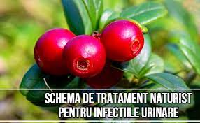 SchemÄƒ De Tratament Naturist Pentru InfecÈ›iile Urinare Lataifas