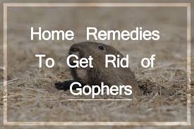 Try cinch traps, scissor traps, and choker loop traps for moles. 23 Home Remedies To Get Rid Of Gophers 5 Best Traps And Repellents Pest Wiki