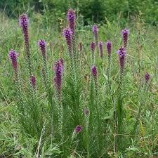 Image result for Pycnostachys reticulata