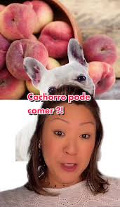 A posição de dormir dos cachorros: O que significa?