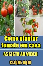 como plantar tomate colheita e como cuidar como plantar tomate como plantar tomate cereja tomate