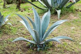 Understanding how to treat succulents, cacti, and agaves. Agave Tequilana How To Grow And Care For Beginners Florgeous