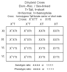 Use the gametes from #3 and #4 to set up a punnett square below. Https Www Greeleyschools Org Cms Lib2 Co01001723 Centricity Domain 5219 Punnett 20sq 20cheat 20sheet Pdf