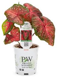 From pink to green and from white with pink spots to dark green with pink spots. Predictable Performance With Heart To Heart Caladium Bulbs Proven Winners