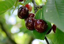 Faktoren und methoden, um sie zu bekämpfen.fast alle obstkulturen mit verschiedenen krankheiten betroffen, ungeziefer.cherry ist keine ausnahme. Kirschen Sind Reif Docfood