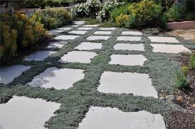 Dymondia Squares Ground Cover Ground Cover Plants Succulent Landscape Design