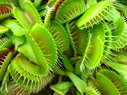 venus flytrap immune defense 100