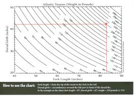 Conservation Tarpon Seasons Coming Weigh Them The Right