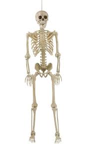 Life Size Posable Skeleton Party City Posable Skeleton Halloween Skeletons Haunted House Props