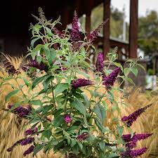 Cranrazz Butterfly Bushes For Sale Online The Tree Center