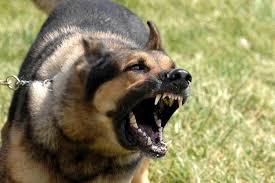 Image result for picture of a barking german shepard