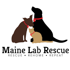 Florida little dog rescue group home. Pets For Adoption At Maine Lab Rescue In Windham Me Petfinder