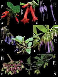 Image result for Iochroma