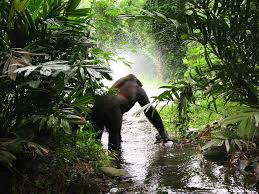 She, and her beloved chimps david greybeard, flo, and flint become known. Lost In The Mist The Fall Of The Great Apes