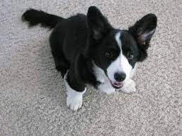 Border Collie Welpen Berlin Brandenburg