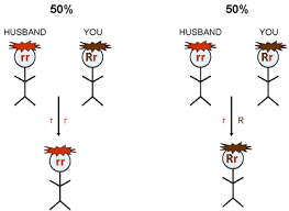 Understanding Genetics