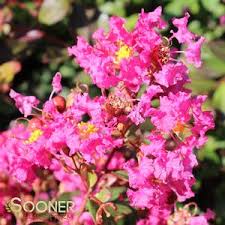 Masses of vibrant, purple blooms from late spring through fall. Sooner Plant Farm