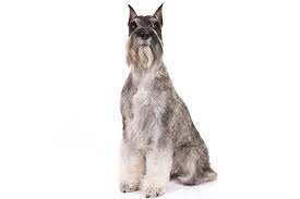 standard schnauzer dog breed information