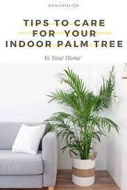 How To Care For Your Indoor Palm Tree Indoor Palm Trees Indoor Palms Palm Trees