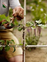 The cropping potential of a fruit tree can be remarkably enhanced by growing it as an espalier. Espalier How To Train Fruit Trees Gardens Illustrated