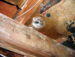 Unwanted junk can cause major pollution and trash problems in cities with such large populations. Mold Remediation Contractor Near Raleigh Durham Greenville North Carolina