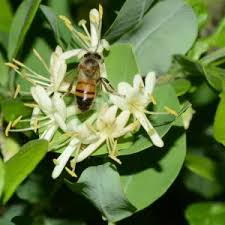 Image result for Honeysuckle 1973 Austin