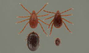 Avon skin so soft, wondercide, dogs naturally all have great natural products too. Brown Dog Tick Rhipicephalus Sanguineus Latreille