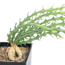 Image result for Monadenium pudibundum