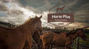 Horse Plus Humane Society Saving America S Horses Since 2003 Humane Society Horses Animal Help