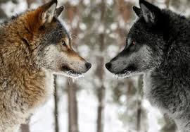 We did not find results for: Ying And Yang Dogs Animals Background Wallpapers On Desktop Nexus Image 1321342