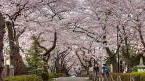 Maybe you would like to learn more about one of these? 20 Tempat Pemandangan Bunga Sakura Terindah Di Jepang Tempatwisataunik Com