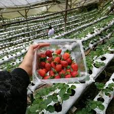 You are able to pay a visit to the strawberry farm as well as purchase and taste the juicy strawberry. 9 Popular Strawberry Farms At Cameron Highlands Sgmytrips