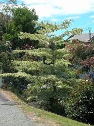 Evergreen flowering shrubs evergreen flowering shrubs for. Ornamental Trees