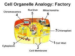 A cell analogy project requires a many cities have industrial districts, where most of the factories cluster together. Unit 2 Cells Cell Structure Function Http Koning