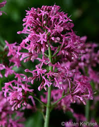 Image result for Valeriana rubra