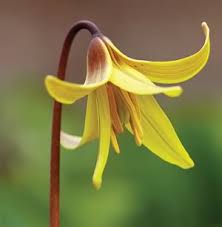 Maybe you would like to learn more about one of these? Spring S Wild Beauties In The Hills