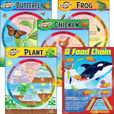 Trend Life Cycles Learning Charts Combo Pack Theme Subject Learning Skill Learning Life Cycle 5 9 Year