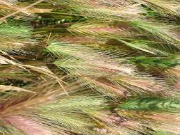 Barley Grass Awns Halifax Vet Centre