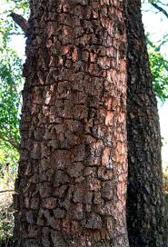 Image result for Spirostachys africana