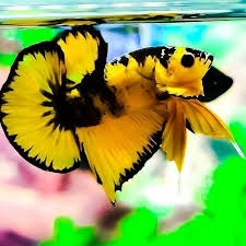 Betta Splendens On Instagram Yellow Fancy Bettafish Betta Halfmoonbetta Plakatfancy Plak Betta Fish Types Aquarium Fish Freshwater Aquarium Fish