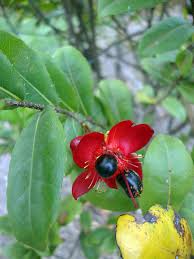Image result for Ochna oxyphylla