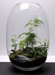 Create Your Secret World Within The Sacred Space Of Roost S Terrarium Table Lamp Made In China Com Terrarium Plants Miniature Garden Succulent Terrarium