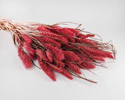 Image result for Setaria longiseta