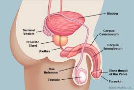 The Penis Human Anatomy Diagram Function Conditions