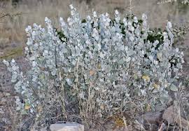 Image result for Petalidium englerianum