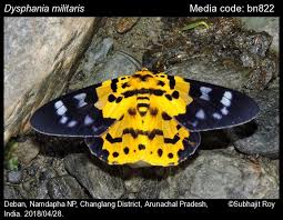 Image result for Dysphania