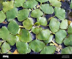 Image result for Trapa