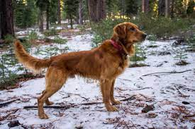 Young golden retrievers are good purchases because they live long and thus, offer companionship of a lifetime. Pin On Pets